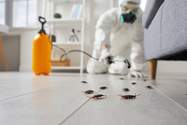 Post-Treatment Bed Bug Interceptor Monitoring in Webster